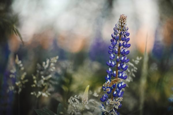 Lupines flowers on background of meadow